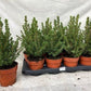 Picea glauca conica - Dwarf Alberta Spruce Tree