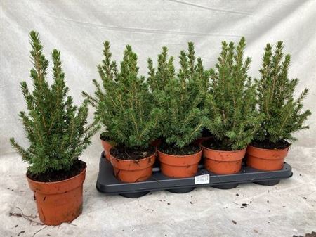 Picea glauca conica - Dwarf Alberta Spruce Tree