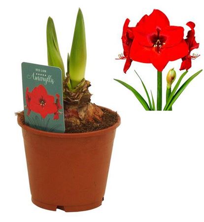 Amaryllis Red Lion