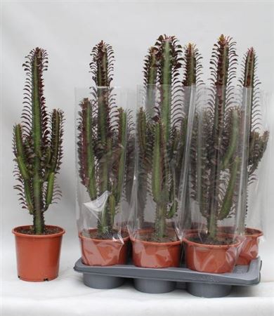 Euphorbia Trig Rubra