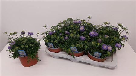 Scabiosa Japonica
