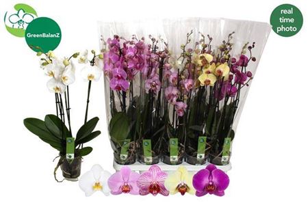 Phalaenopsis Orchid Mix 3 Stems