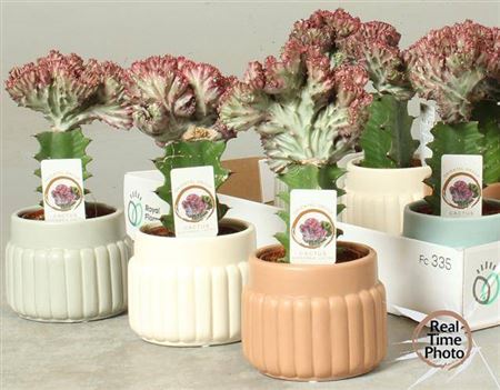 Euphorbia Lac Cristata + Ceramic Pot