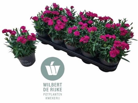 Dian Ca Peman Violet