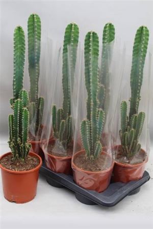 Cereus Florida