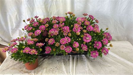 Osteospermum 3D Pink -African Daisy