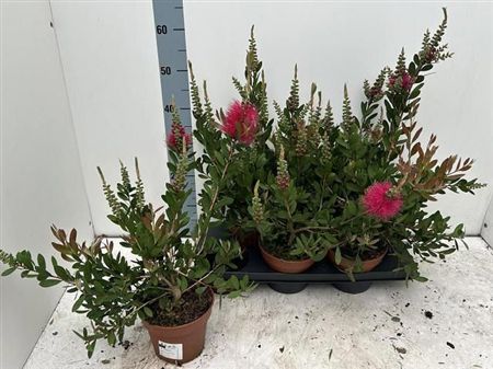 Callistemon citrinus