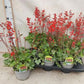 Heuchera Sanguinea
