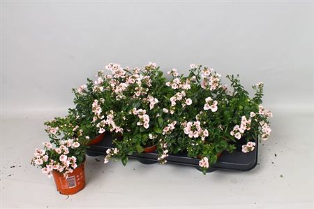 Diascia Flying Colours rose