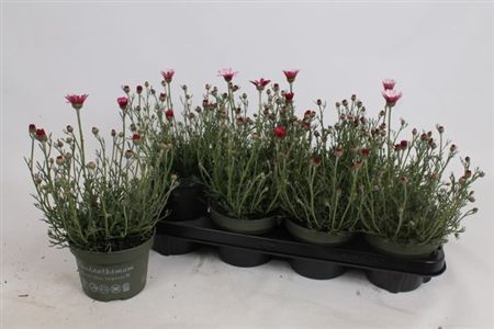 Rhodan H Zagora Pink