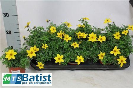 Bidens Ov Yellow