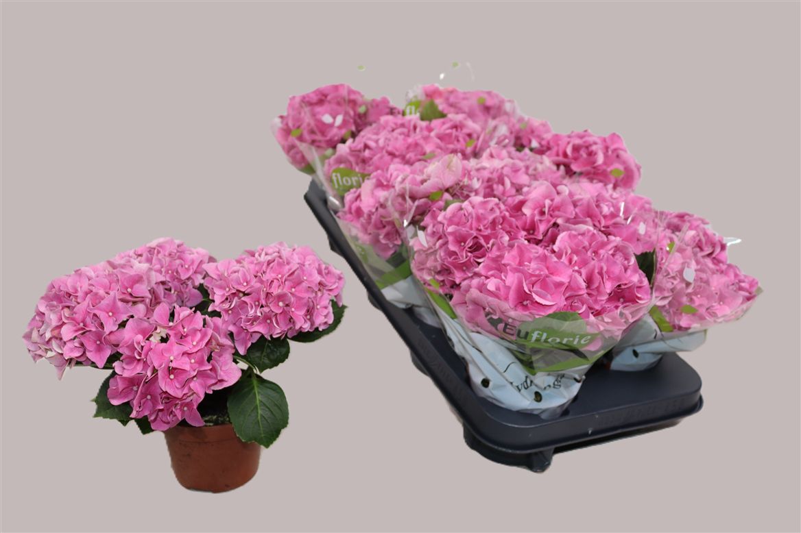 Hydrangea M Early Rosa