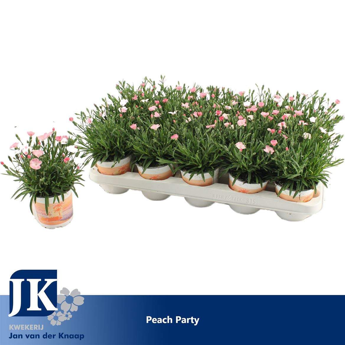 Dianthus Di Peach Party