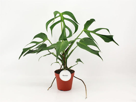 Monstera Burle Marx Flame