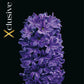 Hyacinthus Peter Stuyvesant (x3) Bulb