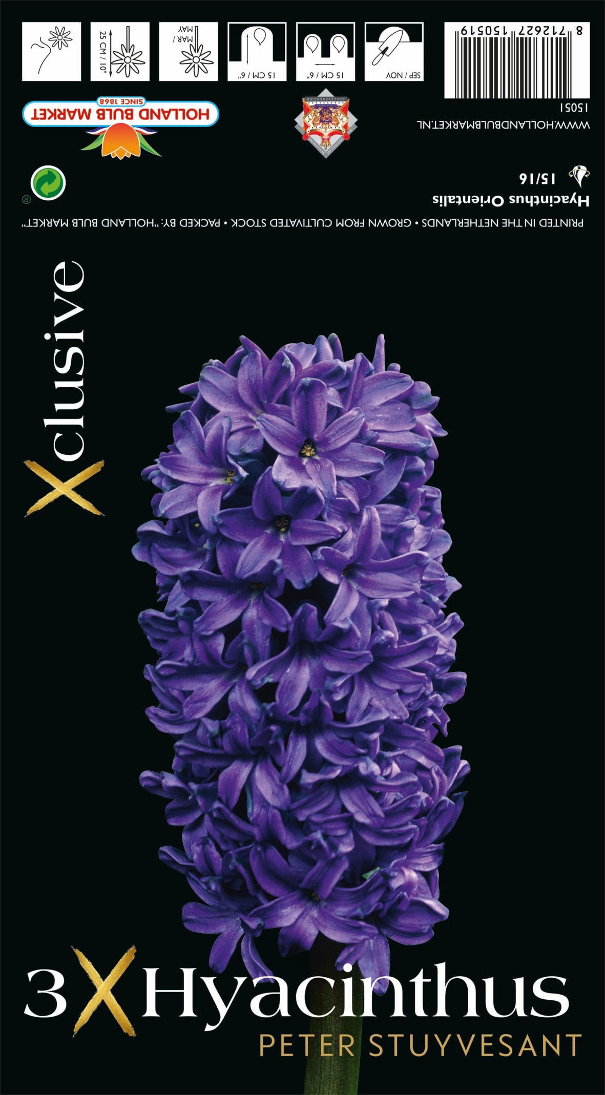 Hyacinthus Peter Stuyvesant (x3) Bulb