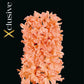 Hyacinthus Gipsy Queen (x3) Bulb