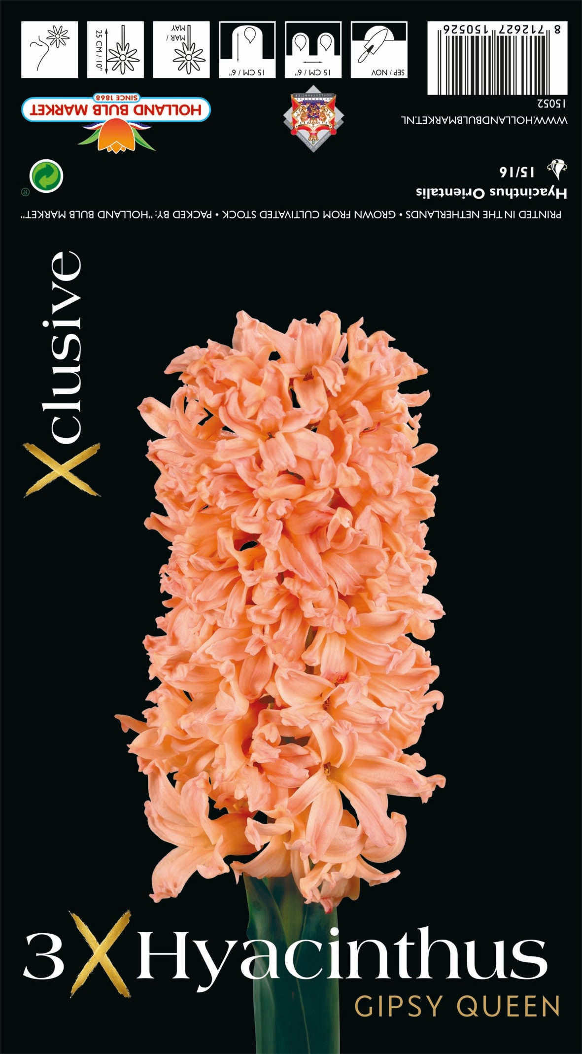 Hyacinthus Gipsy Queen (x3) Bulb