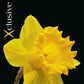 Narcissus Dutch Master (x5) Bulb