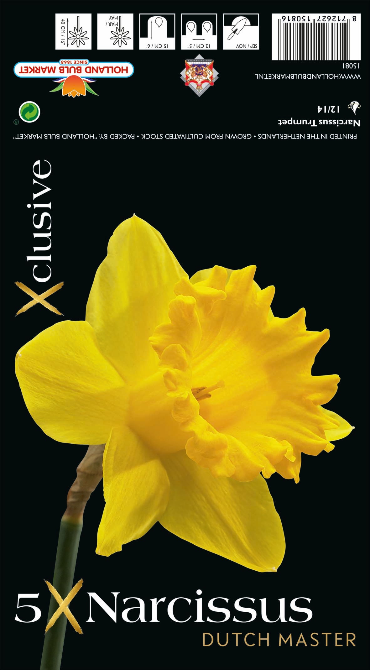 Narcissus Dutch Master (x5) Bulb