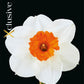 Narcissus Sempre Avanti (x5) Bulb