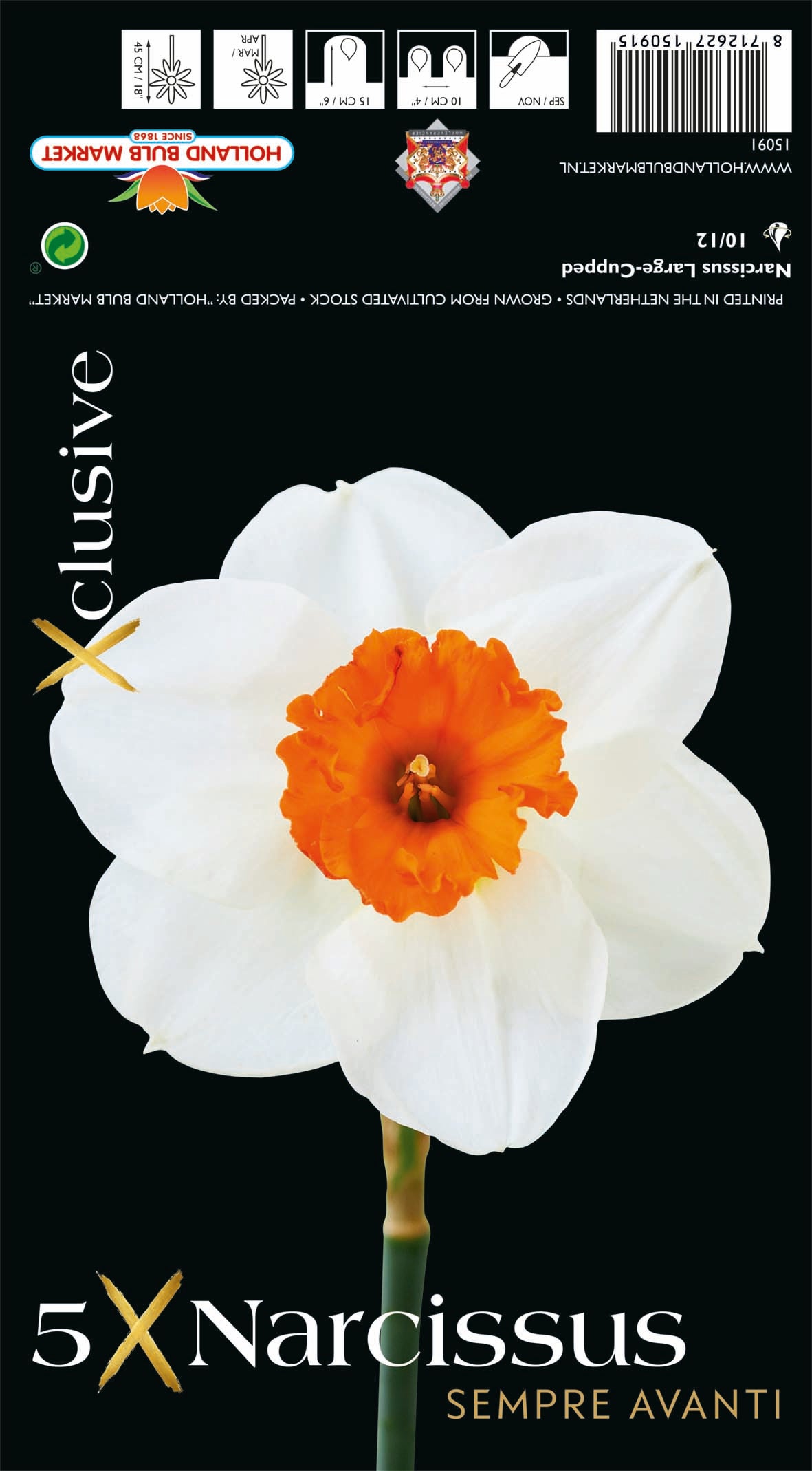 Narcissus Sempre Avanti (x5) Bulb
