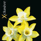 Narcissus Verdin (x7) Bulb