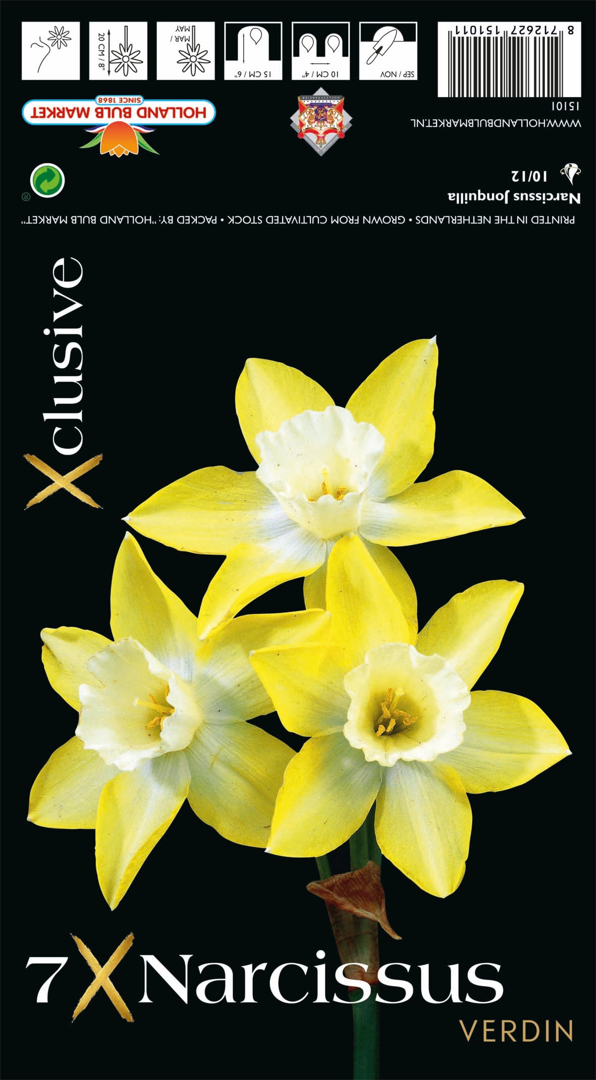 Narcissus Verdin (x7) Bulb
