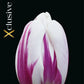 Tulipa Flaming Flag (x7) Bulb