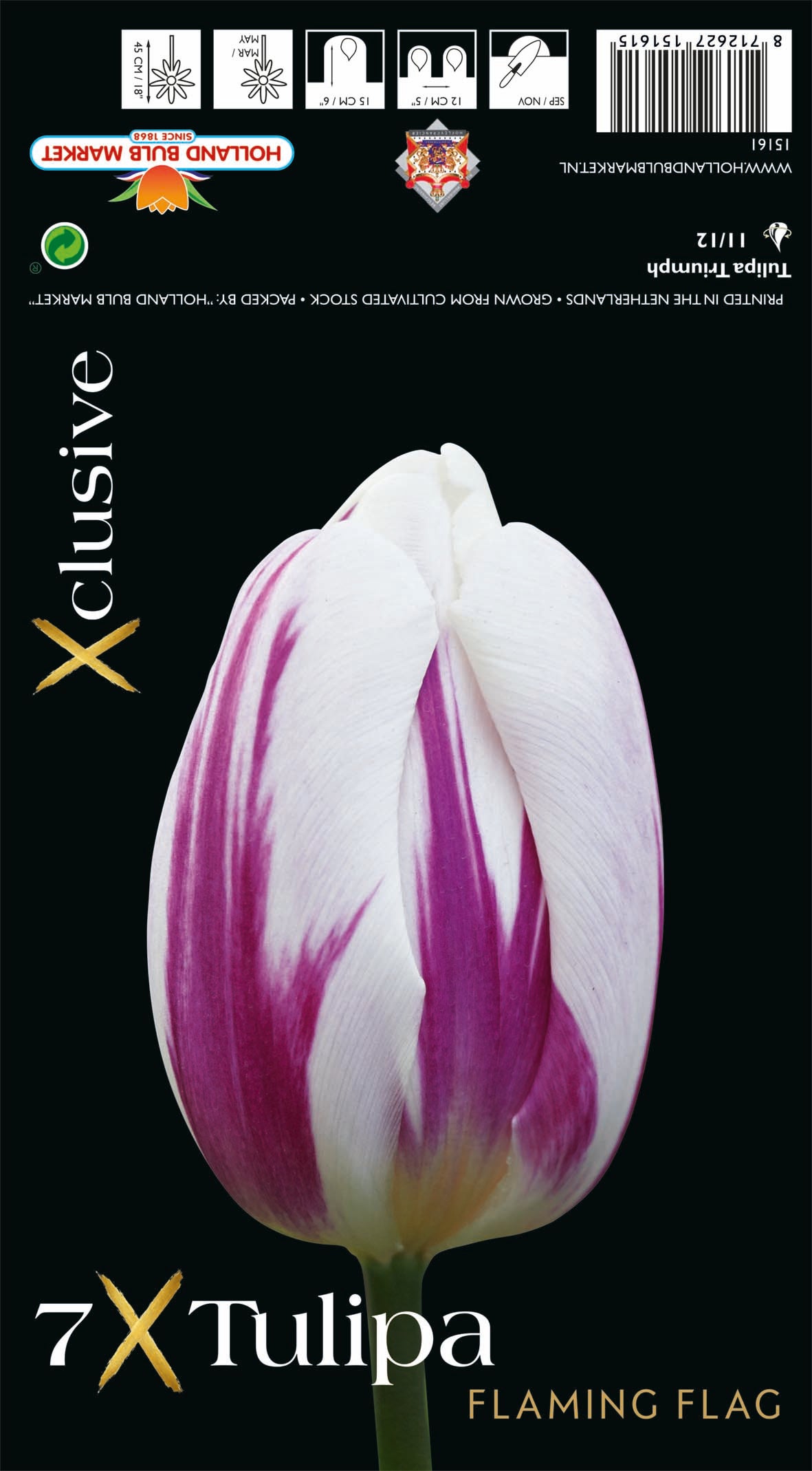 Tulipa Flaming Flag (x7) Bulb