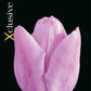 Tulipa Candy Prince (x7) Bulb