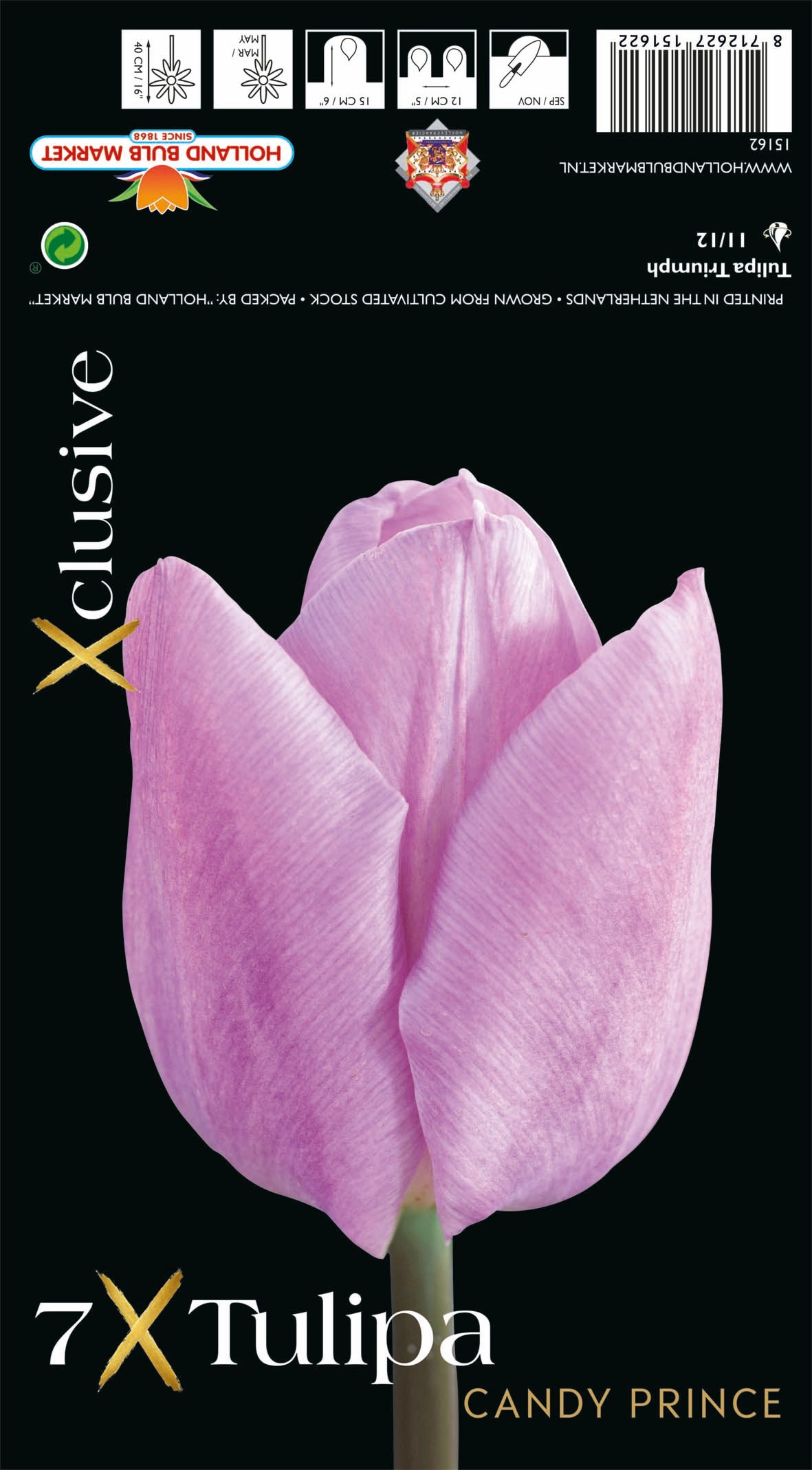 Tulipa Candy Prince (x7) Bulb