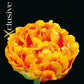 Tulipa Sunlover (x7) Bulb