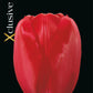 Tulipa Red Impression (x7) Bulb