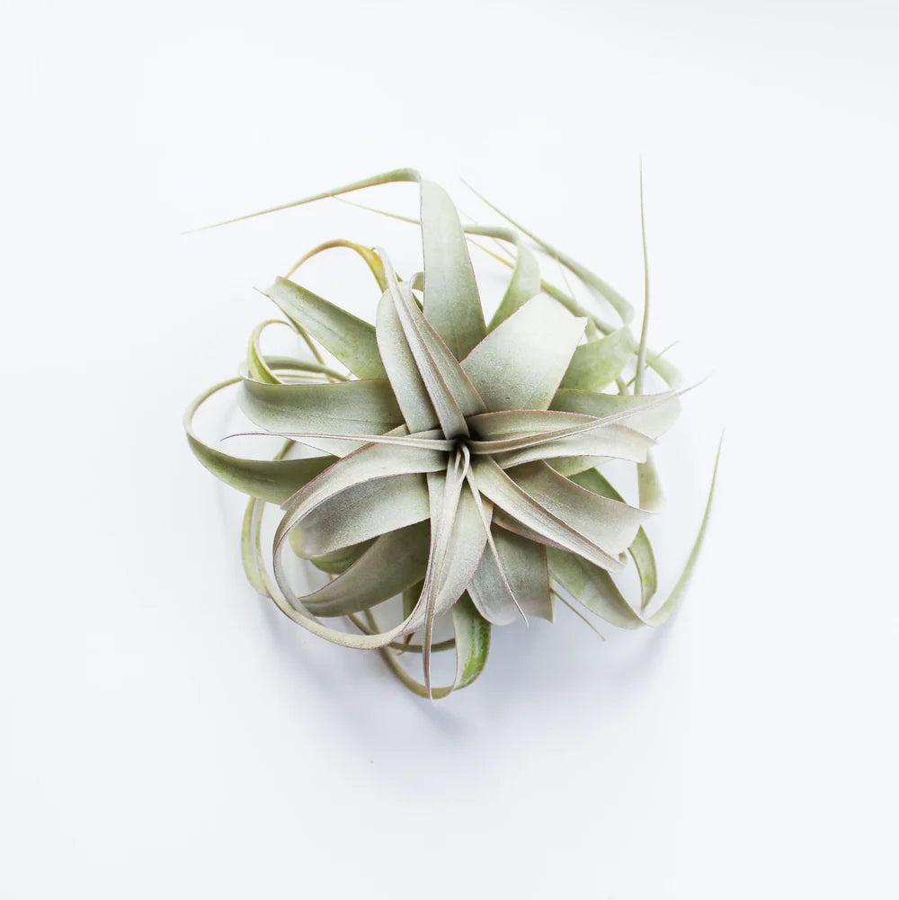 Air Plant - Tillandsia Xerographica Silver Beauty