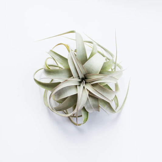 Air Plant - Tillandsia Xerographica Silver Beauty