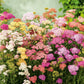 Seeds Yarrow Colorado Mix