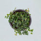 Ficus Pumila Minima