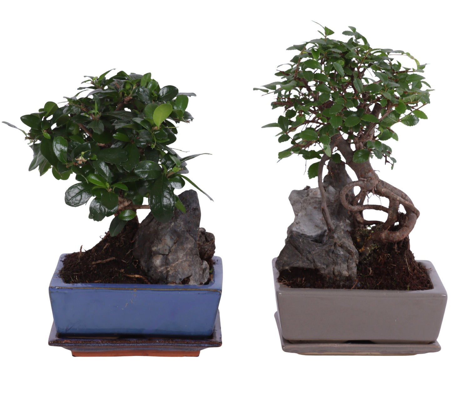 Bonsai Ball Shape Ceramic Pot Rock