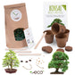 Bonsai starter kit growing kit - AFRICAN WISTERIA AND AUSTRALIAN PINE SEEDS