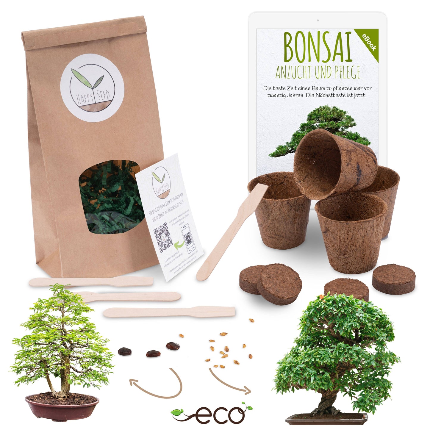 Bonsai starter kit growing kit - AFRICAN WISTERIA AND AUSTRALIAN PINE SEEDS