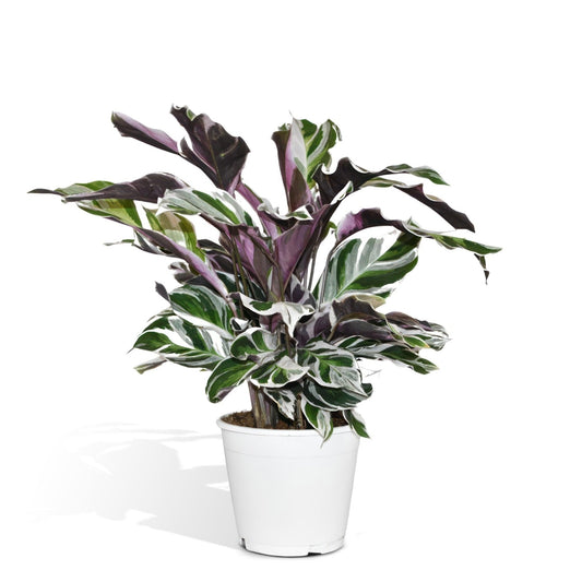 Calathea Fusion White