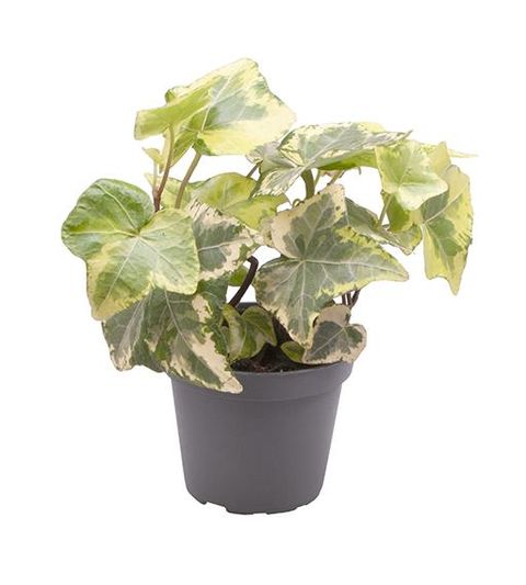Hedera helix Esther