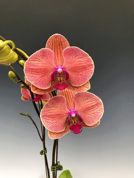 Phalenopsis Orchid Golden Leopard 2 Stems