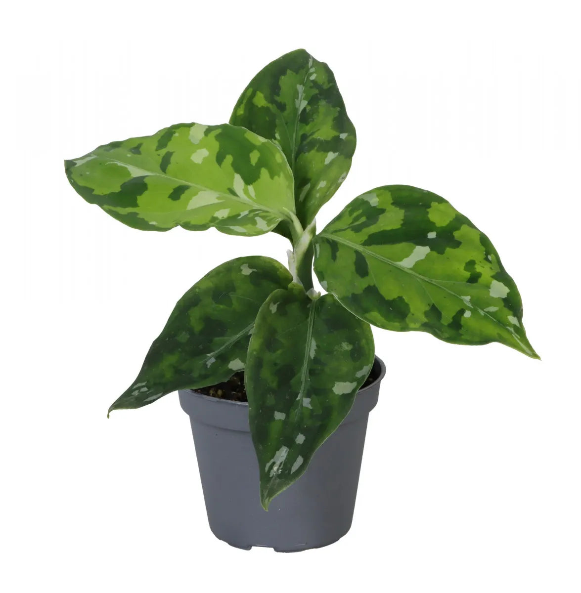 Aglaonema Pictum Tricolor