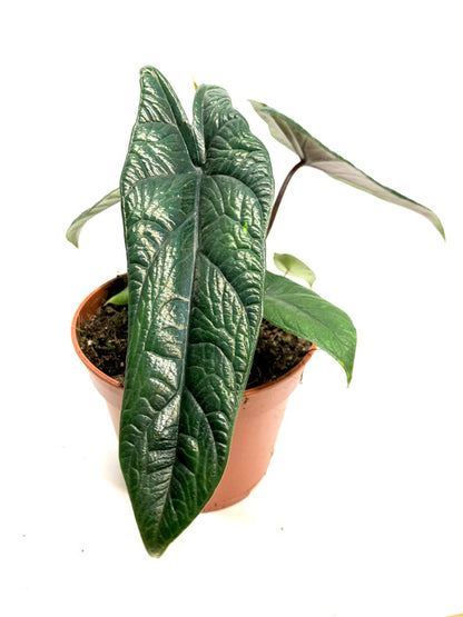 Alocasia Scalprum