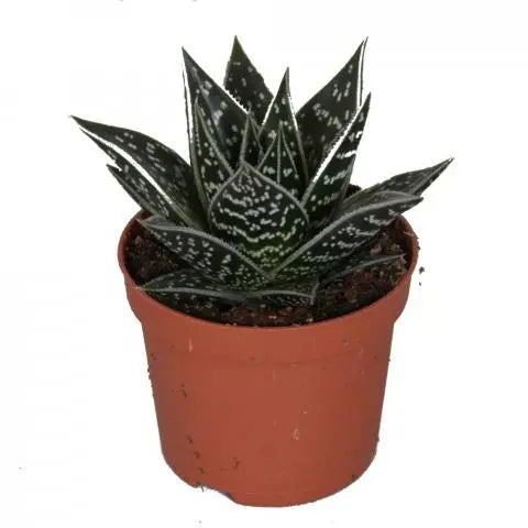 Aloe Tiki Tahi – Verd Houseplants