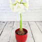 Amaryllis White in Ceramic Pot