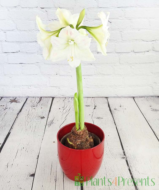 Amaryllis White in Ceramic Pot