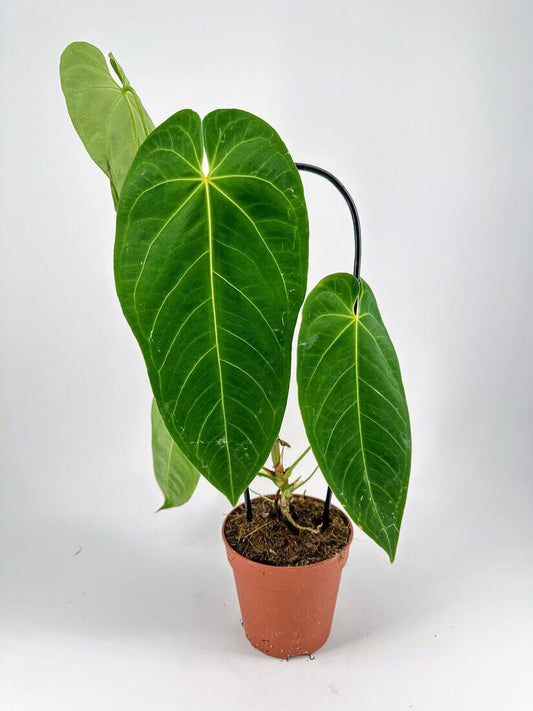 Anthurium Queremalense